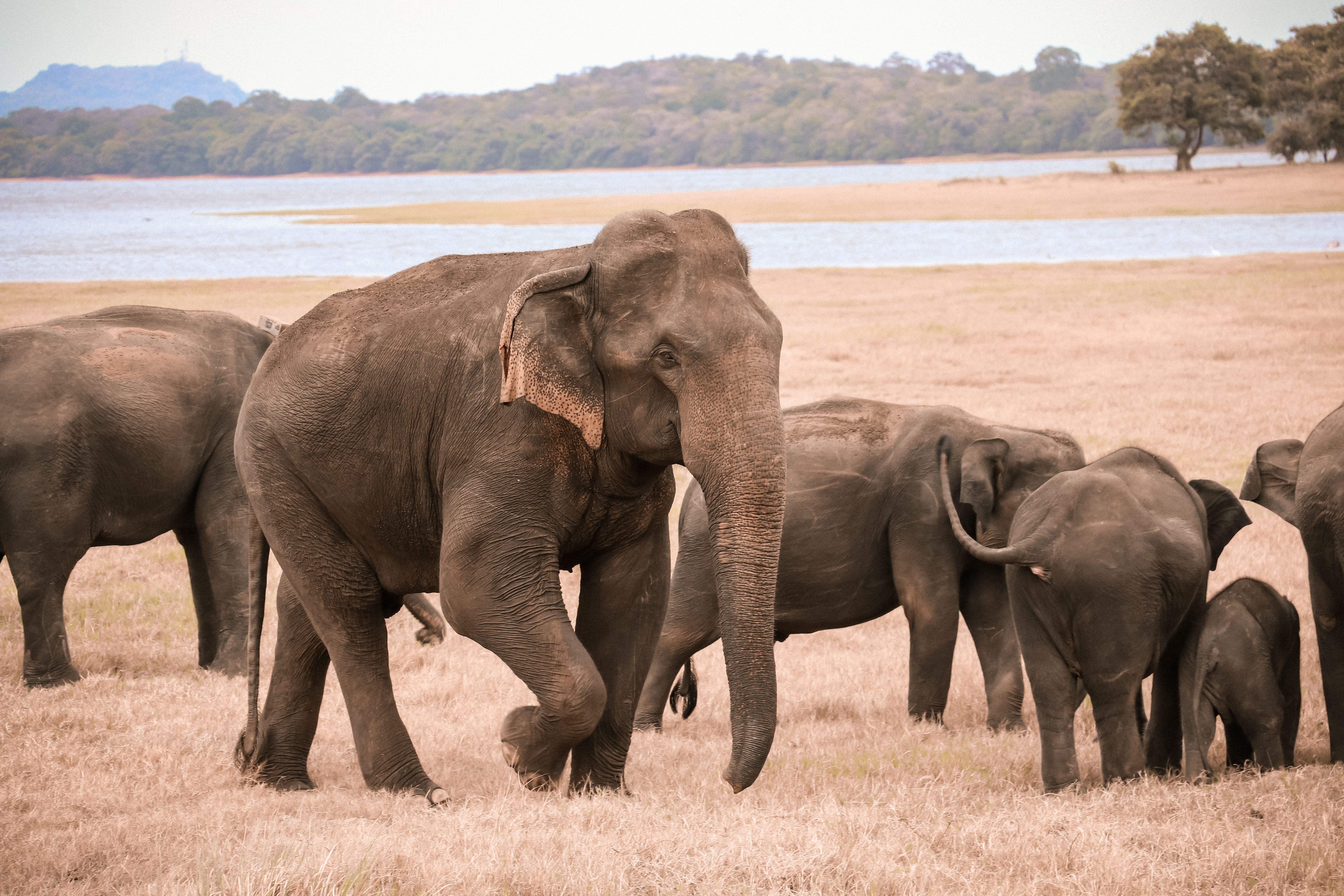 Pinnawala, Sri Lanka